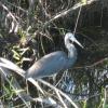 We saw tons of Tricolor herons (Egretta tricolor)