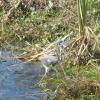 The tricolor heron is easily identified by its white belly and a white line down its entire foreneck