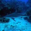 A solo Caribbean reef shark came eerily close to us divers