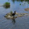 Not to be confused with the Anhinga, this is the Cormorant