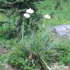Bear grass, a member of the lily family