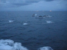 Video Picture